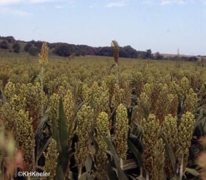 sorghum