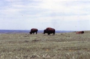 Bison on the Great Plains