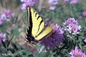 butterfly-linkspage