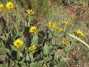 bushsunflower