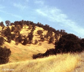 golden hills of California