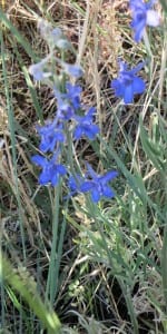 geyer's larkspur