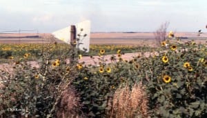 Nebraska roadside sunflowers