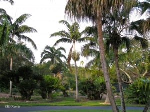 palms in Miami