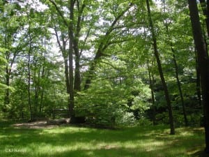 Ohio forest