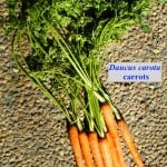 carrots