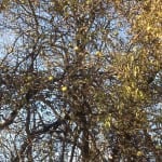 Osage orange trees