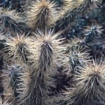 spiny cacti