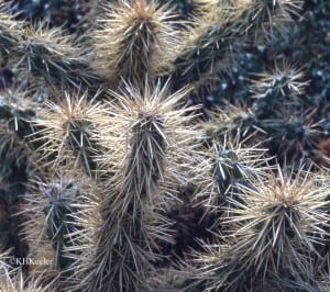 spiny cacti