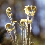 fiddleheads