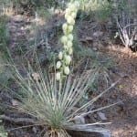 soapweed yucca